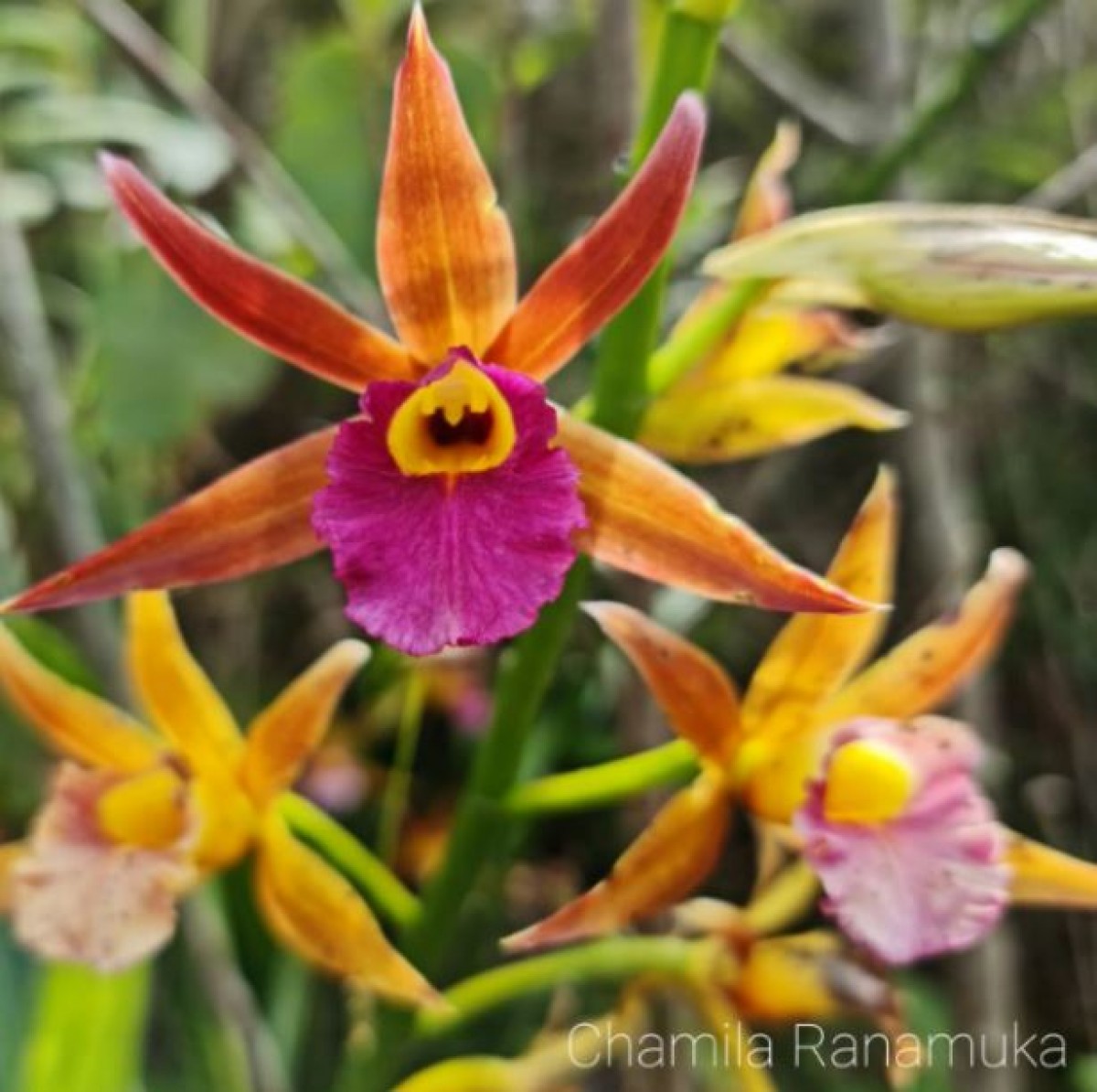 Phaius wallichii Lindl.